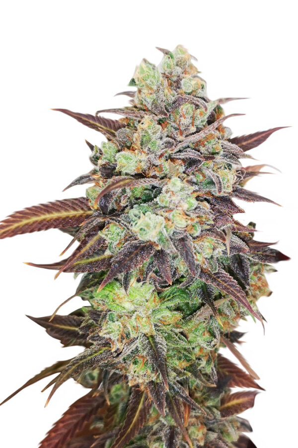 auto weeding cake